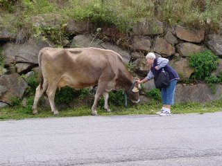 herti&cow