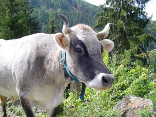 cow